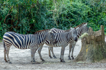 Fototapeta na wymiar zebra in park 