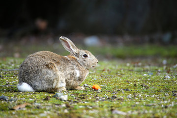 大久野島のウサギ