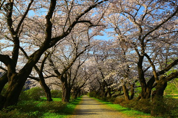 Fototapeta premium 春の展勝地