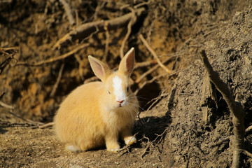 大久野島の仔ウサギ