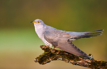 Common cuckoo (Cuculus canorus)