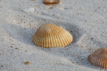 Shell