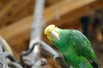 インコ