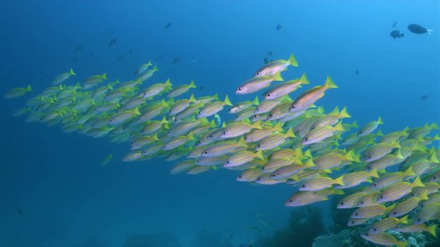 Bluestripe and Bigeye Snapper on a coral reef. Central Raja Ampat dive site Mioskon 4k footage