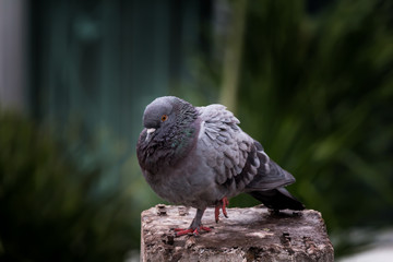 Pigeon bird on the electric pole.
