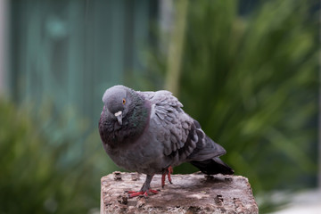 Pigeon bird on the electric pole.