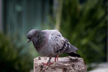 Pigeon bird on the electric pole.