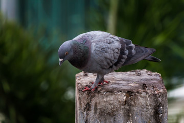 Pigeon bird on the electric pole.