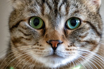 Naklejka na ściany i meble Tabby cat with green eyes, closeup