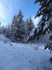 Snow scene with Douglas Firs near Nighthawk, Okanogan County, Washington, USA