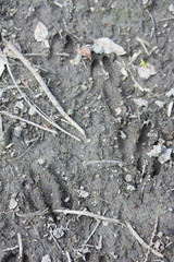 Deer footprints in the mud, forest, Asia