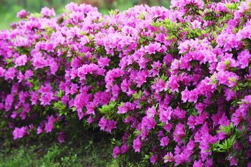 Azalea flowers in full bloom