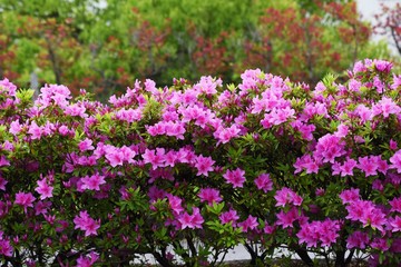 Azalea flowers in full bloom