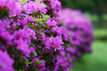 Fototapeta premium Azalea flowers in full bloom