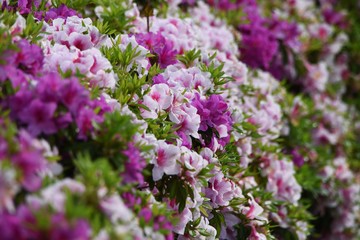 Fototapeta premium Azalea flowers in full bloom