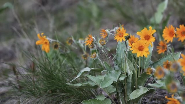Arrowleaf balsamroot flower in the spring breeze