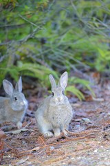 大久野島のウサギたち