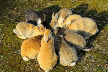大久野島のウサギたち