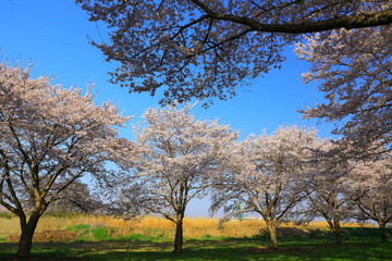 青空と桜並木