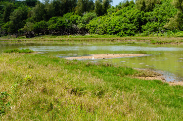 Birds of Spittal Pond