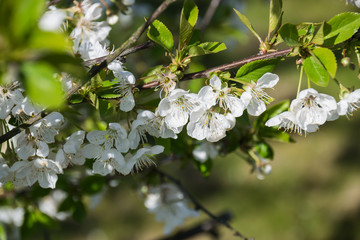 Cherry flowers flourish on the tree in the garden on spring.