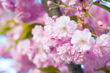 Beautiful spring cherry sakura blossom with fading in to pastel pink background