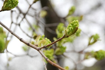 Spring Green New Growth Leaves Branch Tree Plant