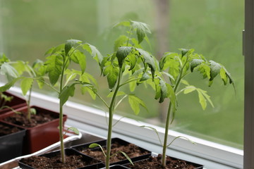 Spring Green New Growth Leaves Branch Tree Plant