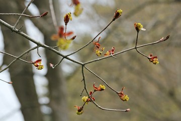 Spring Green New Growth Leaves Branch Tree Plant