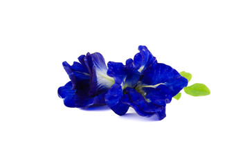 Butterfly Pea Flower Isolated on white background, Clitoria ternatea L