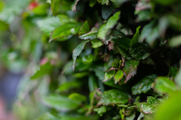 Australian hibiscus shrub, deep green leaves, deliberate blur, background