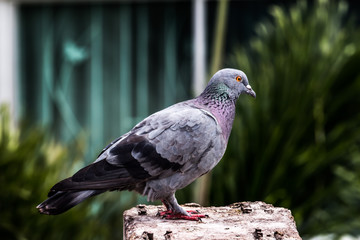 Pigeon bird on the electric pole.