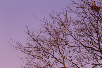 Drying tree with sunset time.