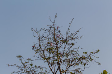 Obraz premium Drying tree with sunset time.