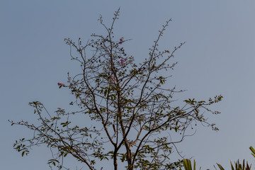 Drying tree with sunset time.