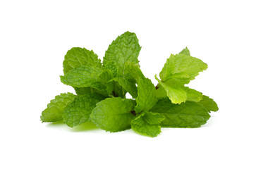 Fresh mint leaves isolated on white background.