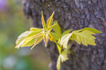 Spring sprouts, yellow-green，Tree bud