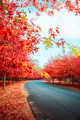 Beautiful Trees in Autumn Lining Streets of Town in Australia