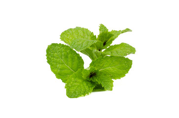 Fresh mint leaves isolated on white background.