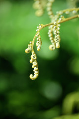 detail of young fern plant with rolled leaves