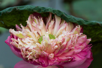 Blooming Lotus flower / Water Lily in the park. With sunset time.