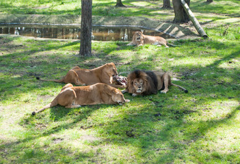 Four lions lying on the grass under the trees at the zoo