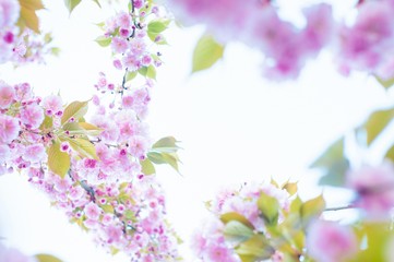 Obraz na płótnie Canvas Beautiful spring cherry sakura blossom with fading in to pastel pink background