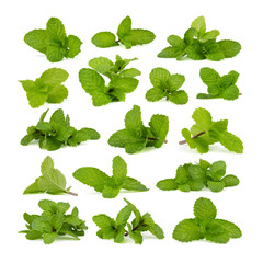 Fresh mint leaves isolated on white background.