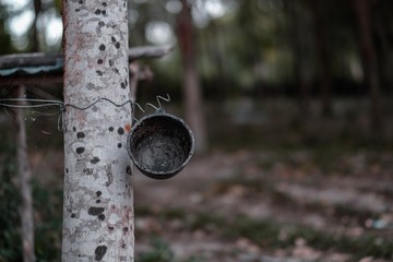 Tapping latex Rubber tree
