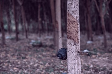 Tapping latex Rubber tree