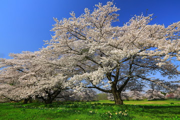 青空と桜