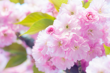 Beautiful spring cherry sakura blossom with fading in to pastel pink background