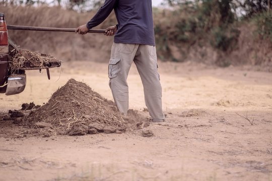 Selective focus , Farmer working dig cow masure
