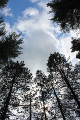 trees 